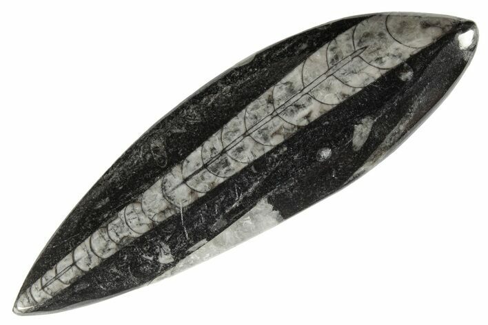 Polished Fossil Orthoceras (Cephalopod) - Morocco #182110